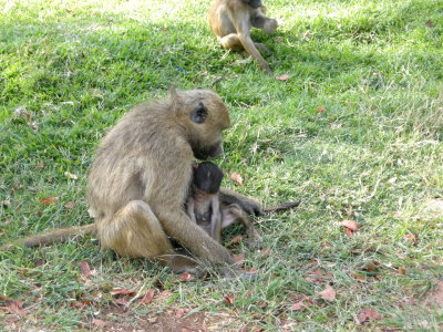 Vervet Monkey with young.jpg