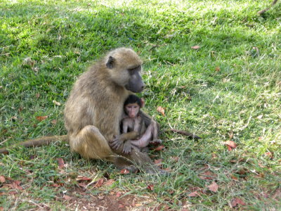 Vervet Monkey with young2.jpg