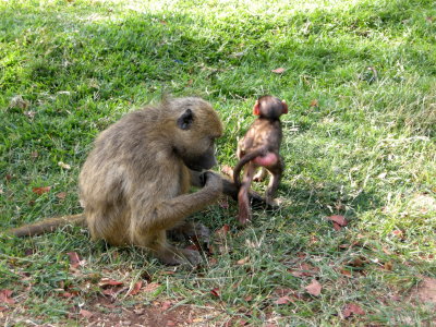 Vervet Monkey with young3.jpg