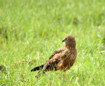 African Marsh Harrier c.jpg