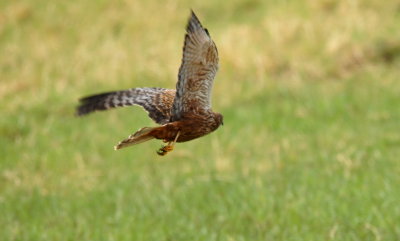 African Marsh Harrier2c.jpg