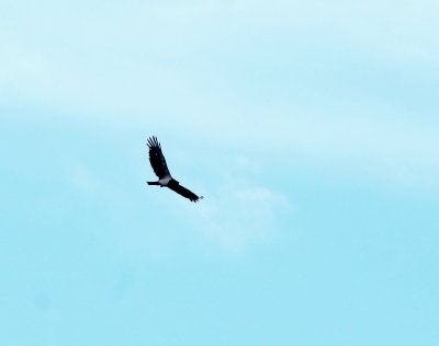 Black-chested Snake-Eagle4c.jpg