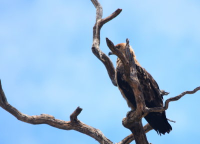 Lesser Spotted Eagle2.jpg