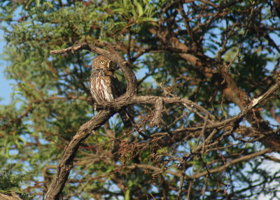 Pearl-spotted Owlet2.jpg