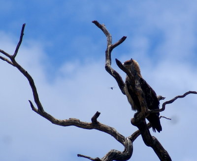 Steppe Buzzard2.jpg