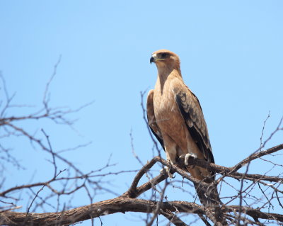 Tawny Eagle4c.jpg