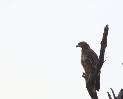 Wahlberg's Eagle c.jpg
