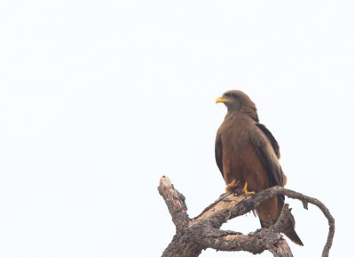 Birds of Prey