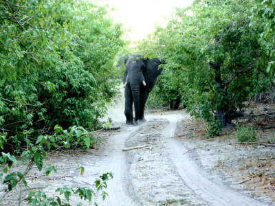 Elephant coming down the road.jpg