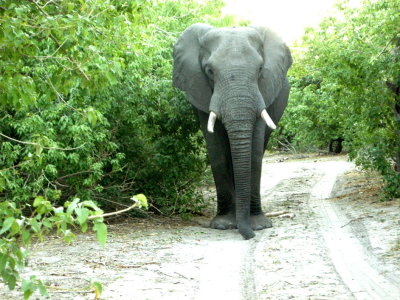 Elephant stopped.jpg
