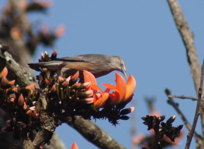 Chestnut-tailed Starling.jpg