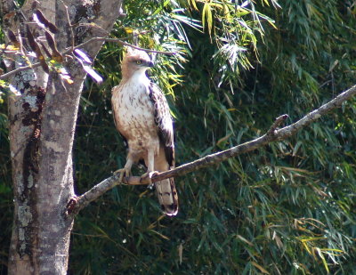 Crested Hawk Eagle 2.jpg