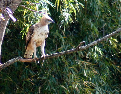 Crested Hawk Eagle 3.jpg