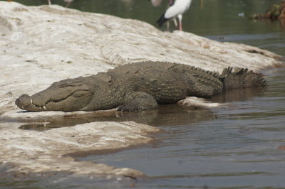 Crocodile 3.jpg