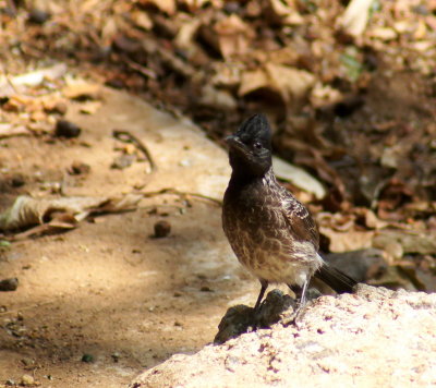 Red-vented Bulbul.jpg