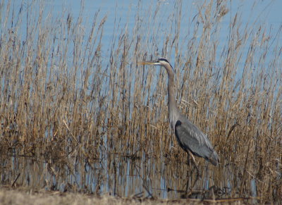 Great blue Heron.jpg