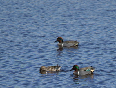 Green-winged Teal 2.jpg