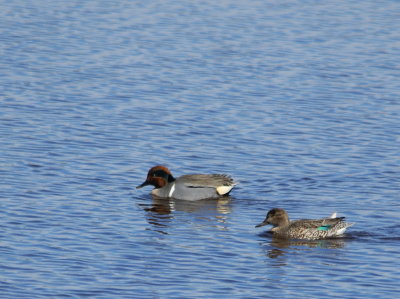 Green-winged Teal 3.jpg