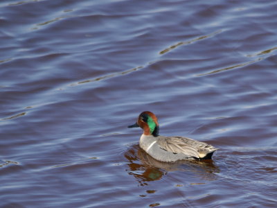 Green-winged Teal.jpg