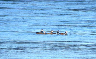 Harlequin Duck 2.jpg