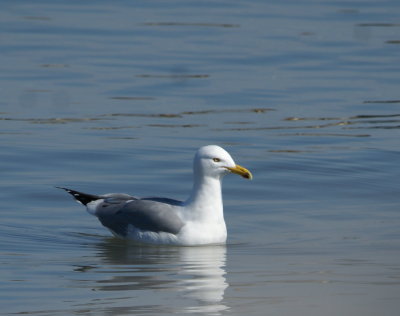 Herring Gull.jpg