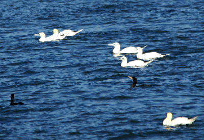 Northern Gannet & D.C. Cormorant.jpg