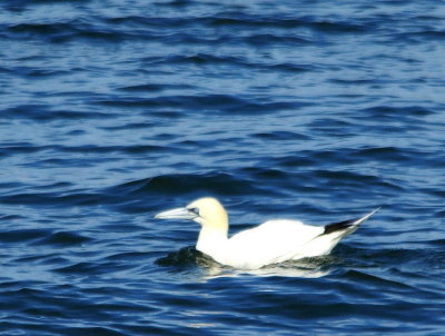 Northern Gannet.jpg