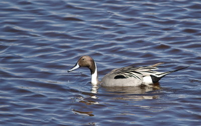 Northern Pintail 2.jpg