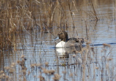 Northern Pintail 3.jpg