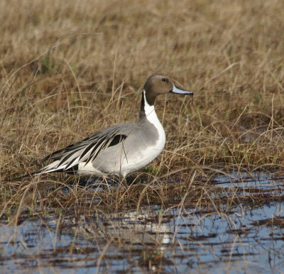 Northern Pintail.jpg