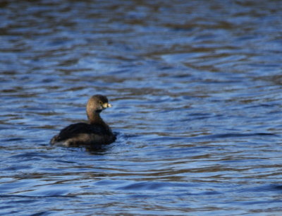 Pied-billed Grebe.jpg