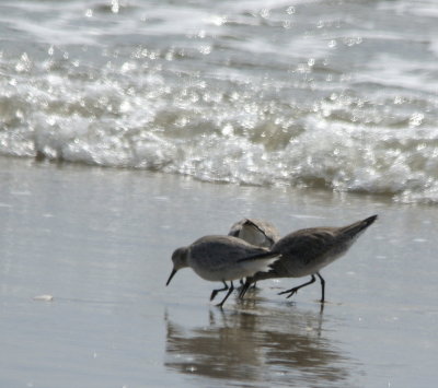 Red Knot 2.jpg