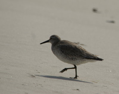 Red Knot.jpg