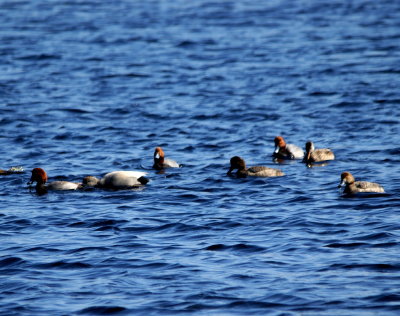 Redhead & Gadwall 2.jpg