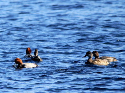 Redhead & Gadwall.jpg