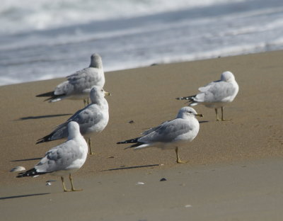 Ring-billed Gull.jpg
