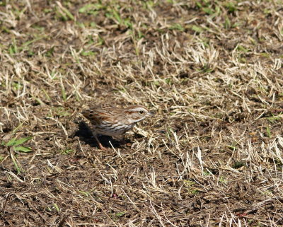Song Sparrow 2.jpg