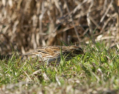 Song Sparrow.jpg