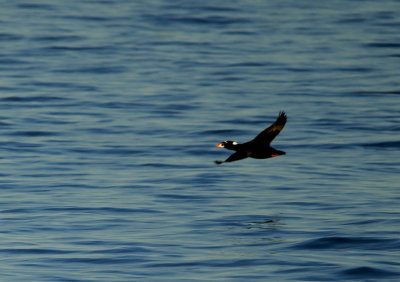 Surf Scoter 2.jpg