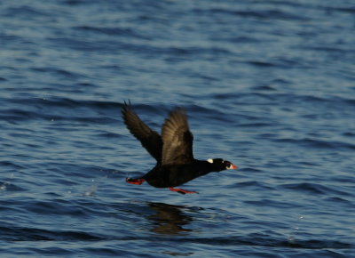 Surf Scoter.jpg