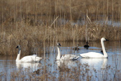 Tundra Swan & Black Duck.jpg