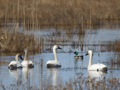 Tundra Swan & Mallard.jpg