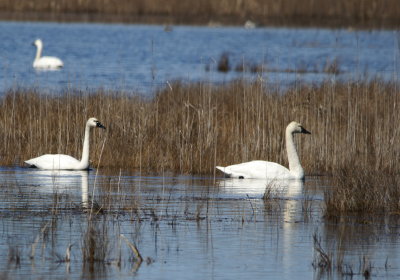 Tundra Swan 2.jpg
