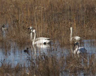 Tundra Swan.jpg