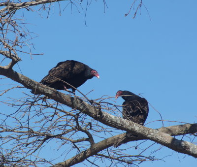 Turkey Vulture.jpg