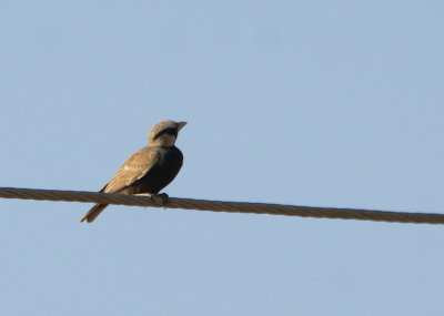 Birds & wildlife of India