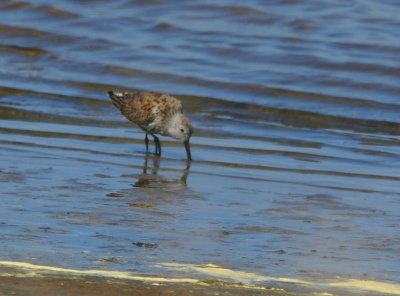 Dunlin.jpg