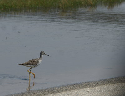 Greater Yellowlegs.jpg