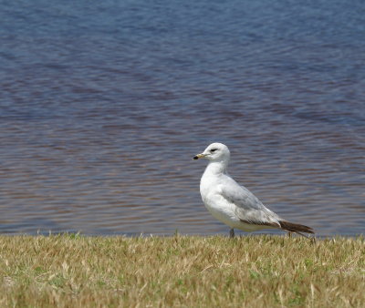 Herring Gull 3rd year.jpg