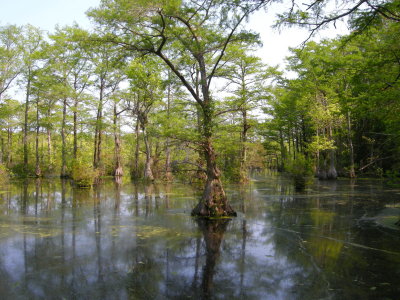 Merchants Mill Pond SP 10.jpg